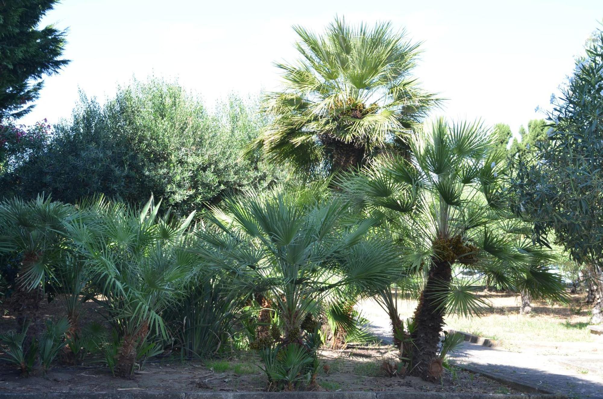 Villa Teti - Sicilia Campofelice di Roccella Kültér fotó