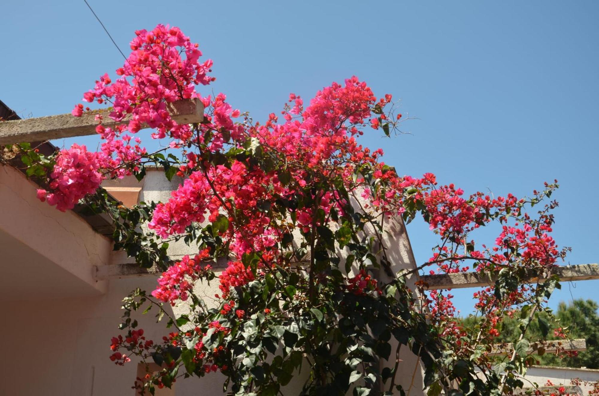 Villa Teti - Sicilia Campofelice di Roccella Kültér fotó